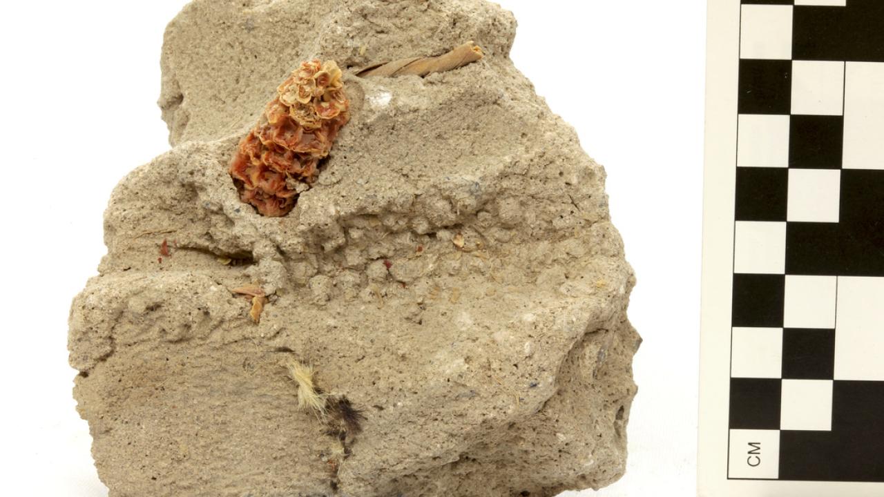 Casarones Composite with Maize, Textiles, and Impressions